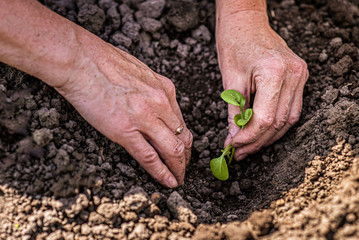 old woman plants seedlings of young plants in the ground