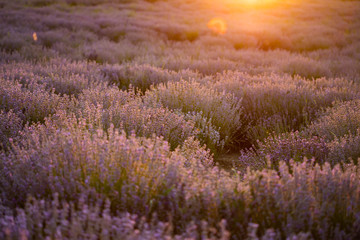 Fototapeta na wymiar Lavender flowers at sunset in a soft focus, pastel colors and blur background.