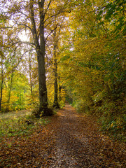 path in the forest in autumn