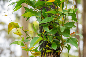 green new growth of leaves on burnt tree after bushfires in Victoria Australia