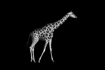 Giraffe is isolated on black background, closeup