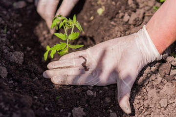a woman found a worm when she planted tomato seedlings in the ground