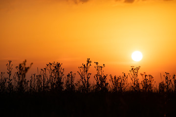 Orange sunset over the autumn field.