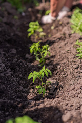 elderly woman plants young seedlings of tomatoes on a bed
