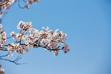 Blooming cherry blossom on blue sky background