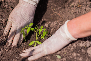 elderly woman plants young seedlings of tomatoes on a bed