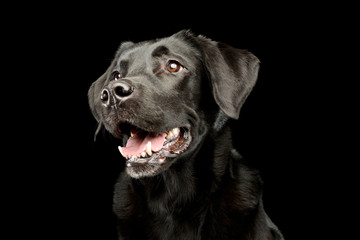 Fototapeta na wymiar Portrait of an adorable Labrador retriever