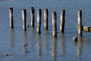 Nugget Point coast. Catlins New Zealand. Old Jetty. Poles in water.