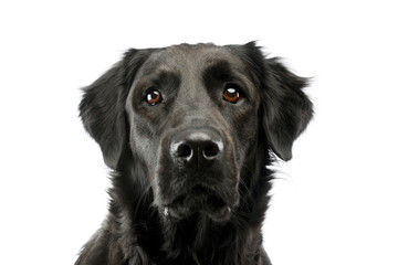 Portrait of an adorable mixed breed dog