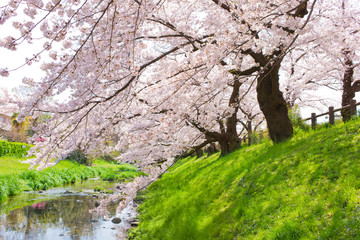 桜　小川