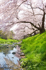 桜　小川