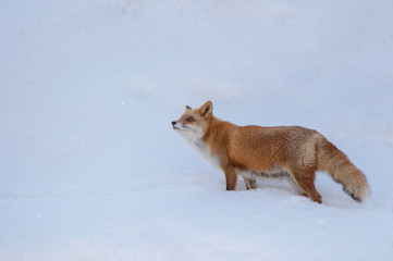 Fototapeta premium 雪の中のキタキツネ