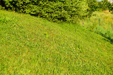 Green garden fence and grass