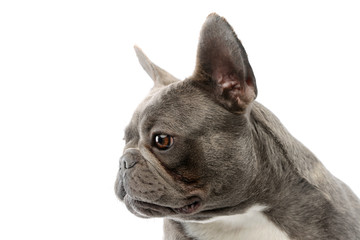 Portrait of a lovely French Bulldog