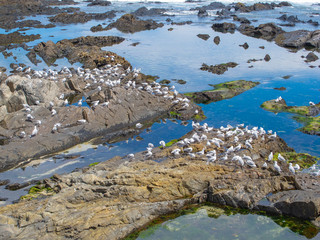 a large flock of seagulls sitting on stones