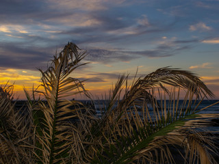 palm leaves against the backdrop of sunset