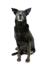 Studio shot of an adorable mixed breed dog
