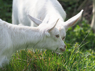 Obraz premium Two Baby Goats