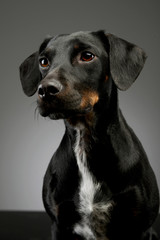 Portrait of a beautiful mixed breed dog