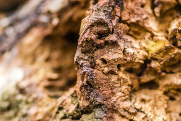 It is comprised of broken deciduous trees 