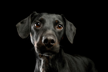Portrait of a beautiful mixed breed dog