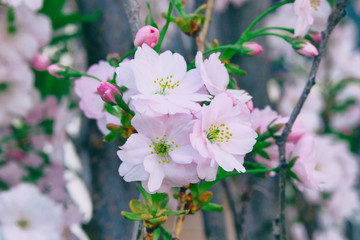 Sakura is blooming in city park, close up. Pink gentle flowers is growing in Japan. Landscaping and decoration in spring season.