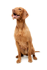 Studio shot of an adorable Magyar Vizsla