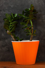 Succulent plant in orange pot. Creative Money tree with green leaves in minimal style.Feng shui home interior decor, urban jungle florarium. Earth day,eco house concept ,windowsill greenery.Copy space