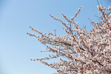 Blooming cherry blossom on blue sky background