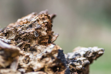 It is comprised of broken deciduous trees 