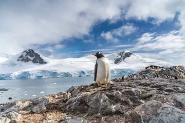 Gordijnen Penguins in Antarctica © nickolya