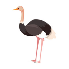 cute ostrich on white background