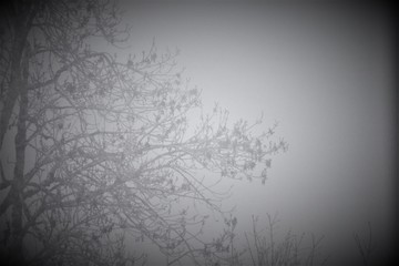 arbre et brouillard