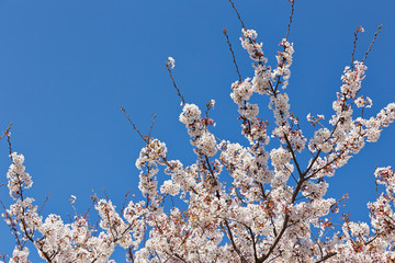 Blooming cherry blossom on blue sky background