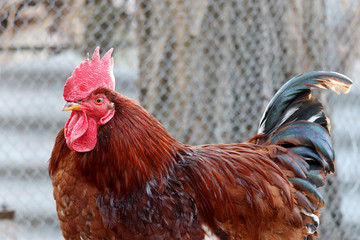 Red rooster on the farm, poultry concept. Portrait of the cockerel with colorful tail on wire mesh background