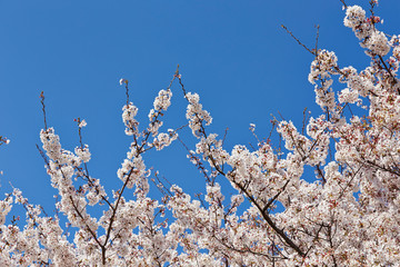 Blooming cherry blossom on blue sky background