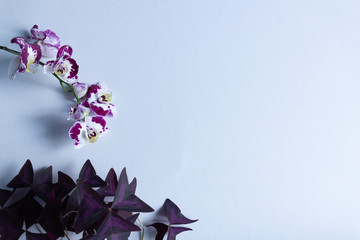 Phalaenopsis flower and Oxalis leaves on white background with copy space