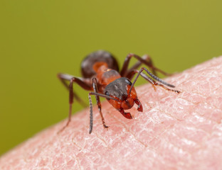 Waldameise beißt in Hand