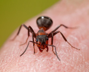 Wood ant bites finger, Defensive forest ant Formica bites finger, Forest ant bites finger, Forest ant fights back, Wood ant fights back, Forest ant defends itself, Waldameise kneift in Finger	