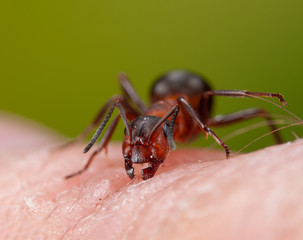 Waldameise beißt in Finger
