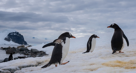 Crowded gentoo penguin breeding colonies (rookeries) on rocky outcrops surrounded by stuuning icy landscapes, Antarctica