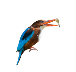 Beautiful brown bird White-throated (Halcyon smyrnensis) Kingfisher Halcyon smyrnensis isolated on white