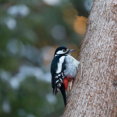 The female great spotted woodpecker (Dendrocopos major) is resting on a tree trunk.
