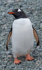 Naklejka premium Closeup of a curious gentoo penguin on a remote beach in Chiriguano Bay, Danko Island, Antarctic Peninsula, Antarctica