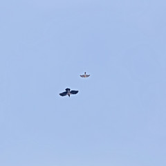   Eurasian sparrowhawk (Accipiter nisus) and hooded crow (Corvus cornix) in flight against sky background. 