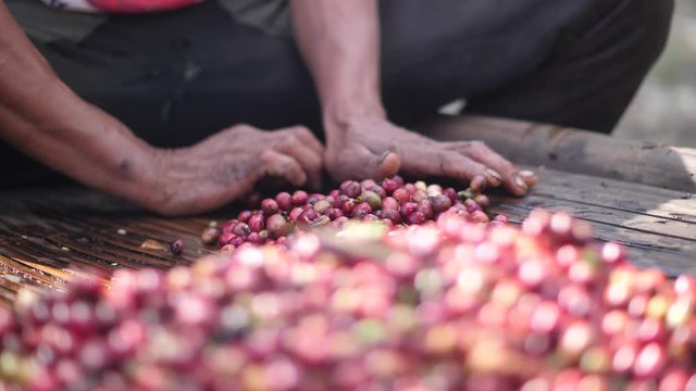 A worker's hand sorting freshly pick ripe robusta coffee.