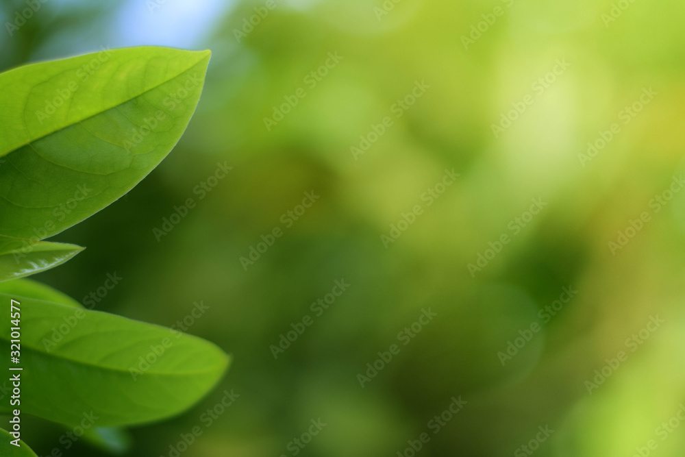 Wall mural closeup green leaf on blurred greenery background.