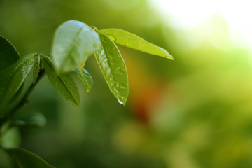 Fototapeta na wymiar Green leaves on a green background blurred nature