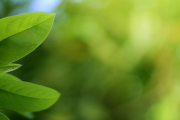 Fototapeta na wymiar Closeup green leaf on blurred greenery background.