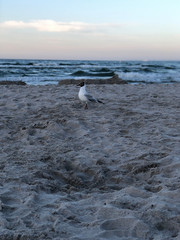 Möwe am Strand